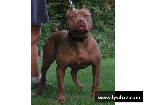JN江南体育能轻松战胜比特犬的“狗”，却被外国人当宠物，网友看得瑟瑟发抖